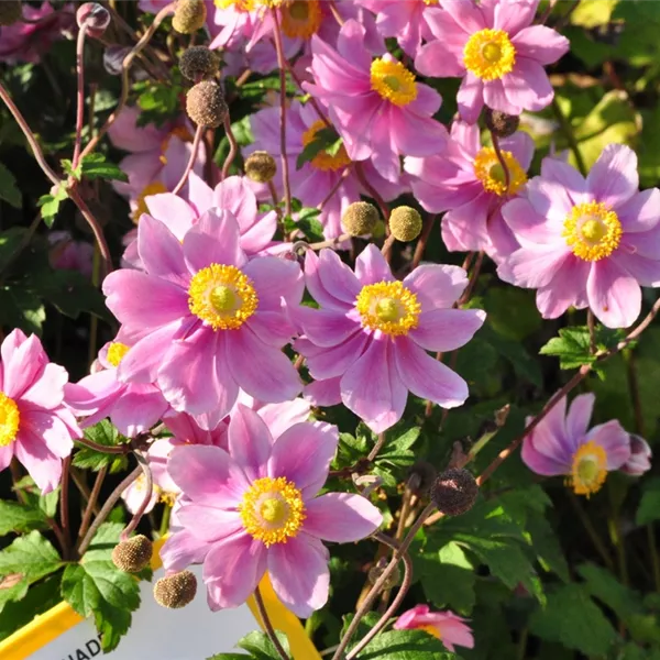 Anemone hybrida (x) 'Serenade'