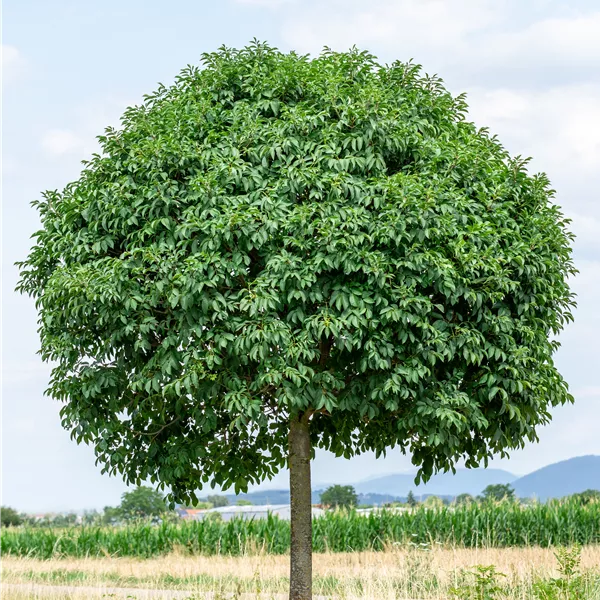 Fraxinus ornus 'Mecsek'