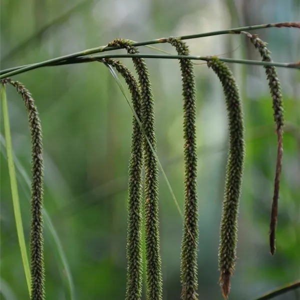 Carex pendula