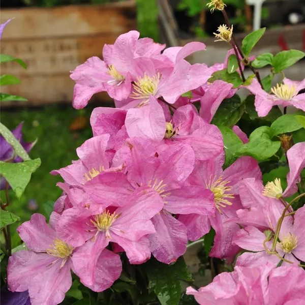 Clematis (Grossbl., spätblüh. Gruppe) 'Comtesse de Bouchaud'