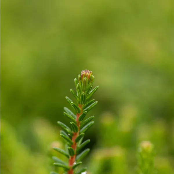 Empetrum nigrum 'Irland'