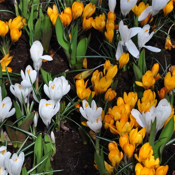 Crocus 'Jeanne d'Arc' Crocus 'Jeanne d'Arc'