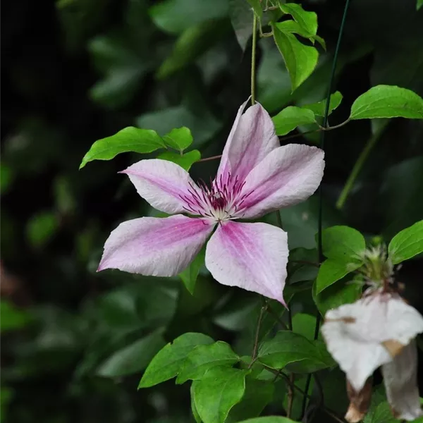 Clematis (Grossbl., spätblüh. Gruppe) 'Pink Fantasy'