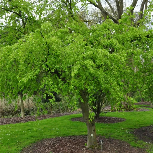 Carpinus betulus 'Pendula'