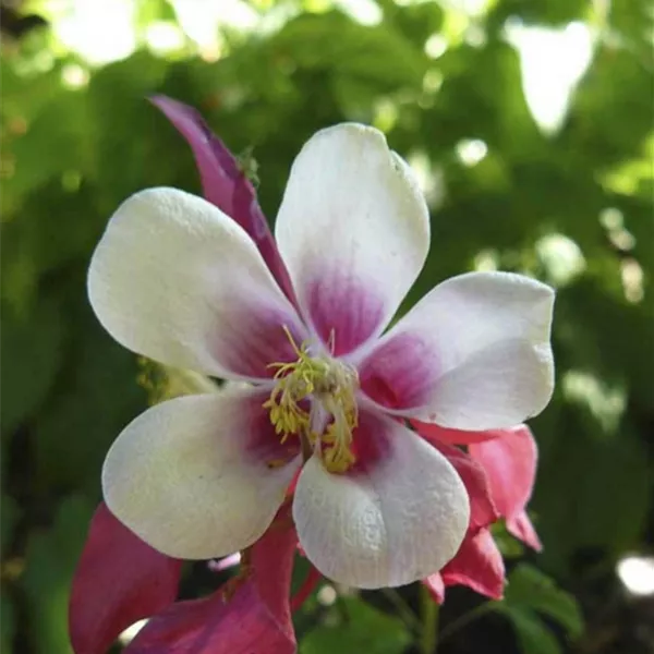 Aquilegia 'Crimson Star'