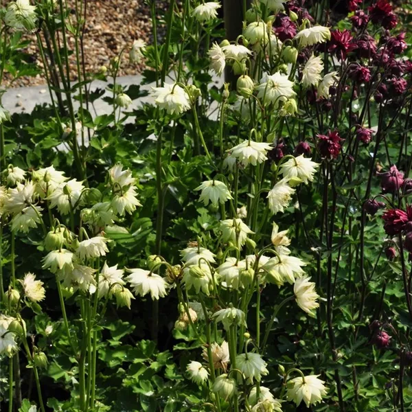 Aquilegia 'Green Apples'