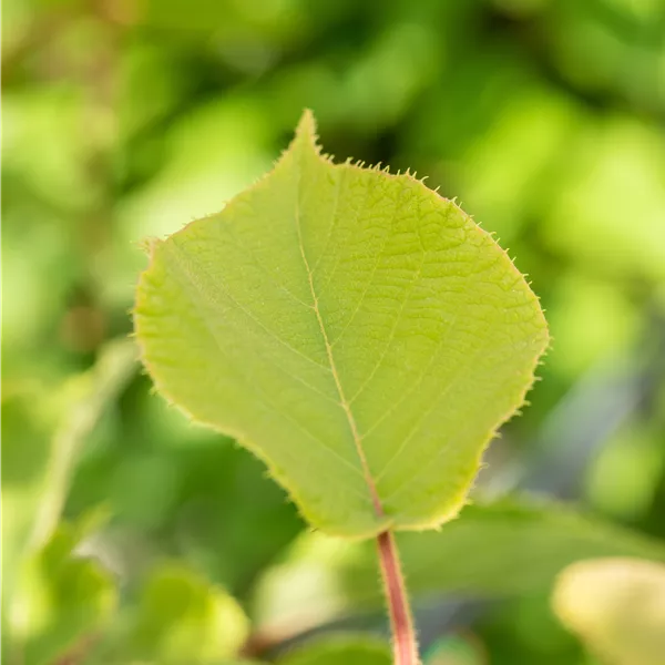 Actinidia deliciosa 'Hayward'