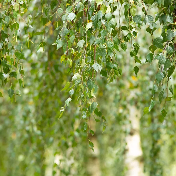 Betula utilis 'Doorenbos'