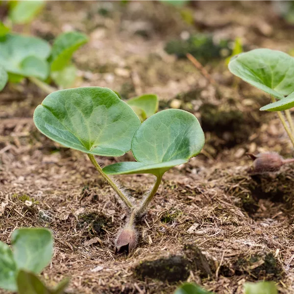 Asarum europaeum