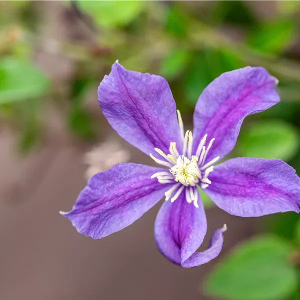 Clematis durandii (x)