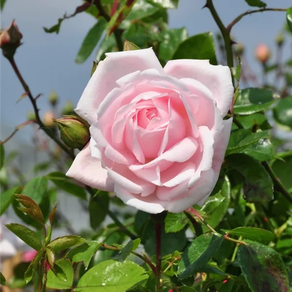 Rosa (Kletterrose) 'New Dawn'