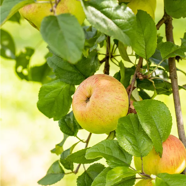 Malus domestica 'Berlepsch rot'