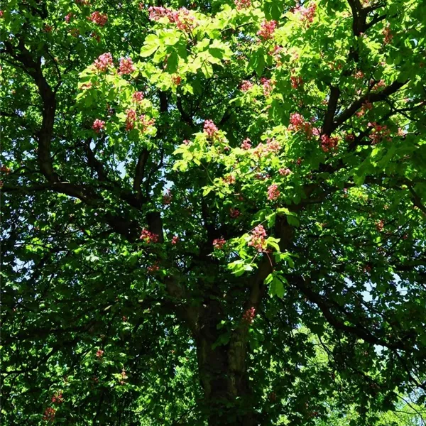 Aesculus carnea (x) 'Briotii'