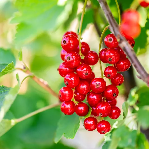 Ribes rubrum 'Jonkheer van Tets' Ribes rubrum 'Jonkheer van Tets'