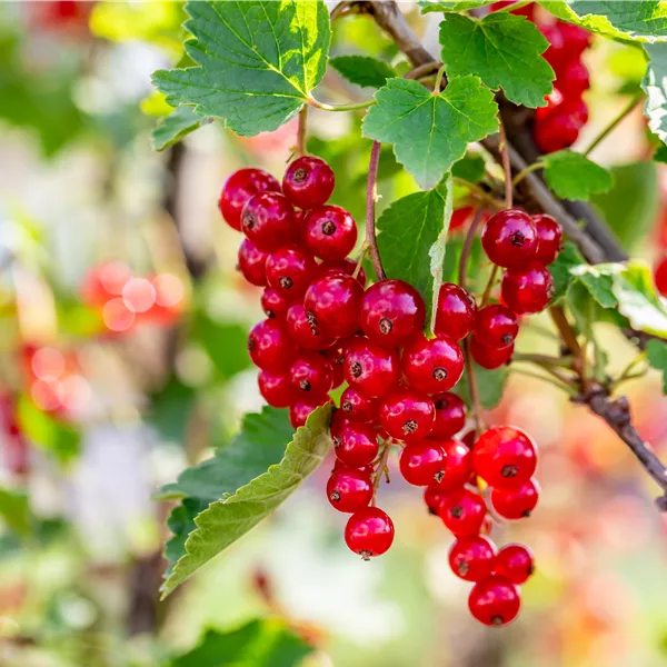 Ribes rubrum 'Rolan' Ribes rubrum 'Rolan'