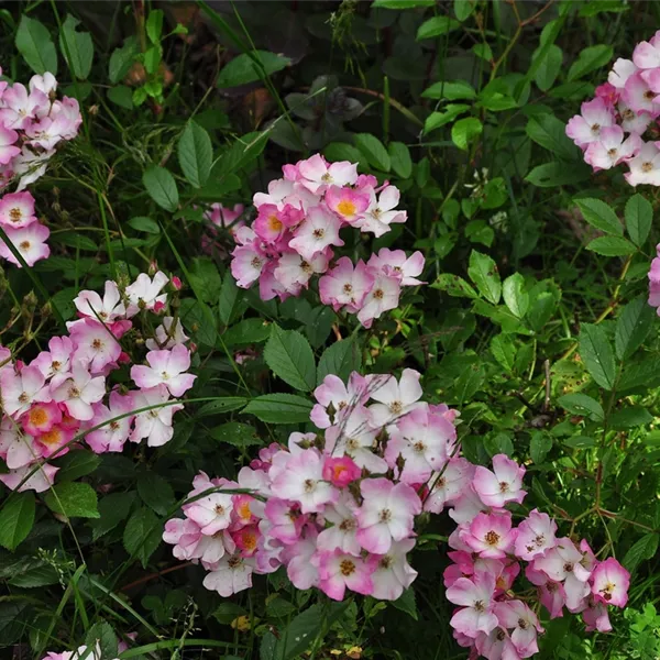 Rosa (Strauchrose) 'Ballerina'