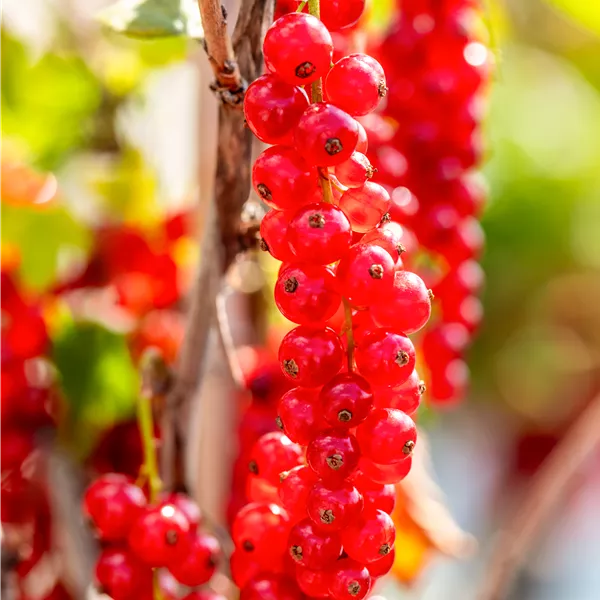 Ribes rubrum 'Rovada' Ribes rubrum 'Rovada'