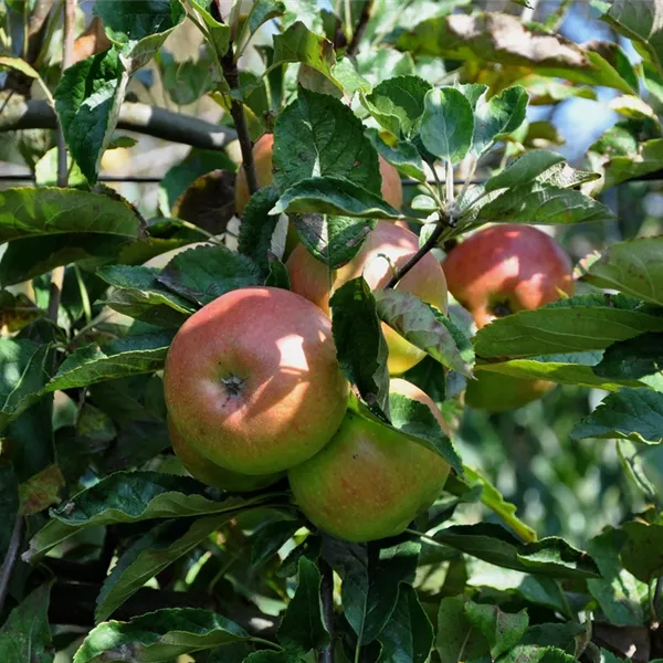 Malus domestica 'Idared'