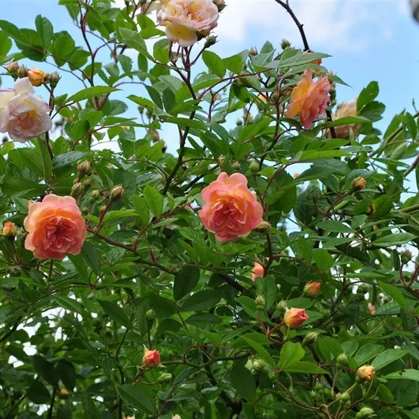 Rosa (Strauchrose) 'Ghislaine de Féligonde'