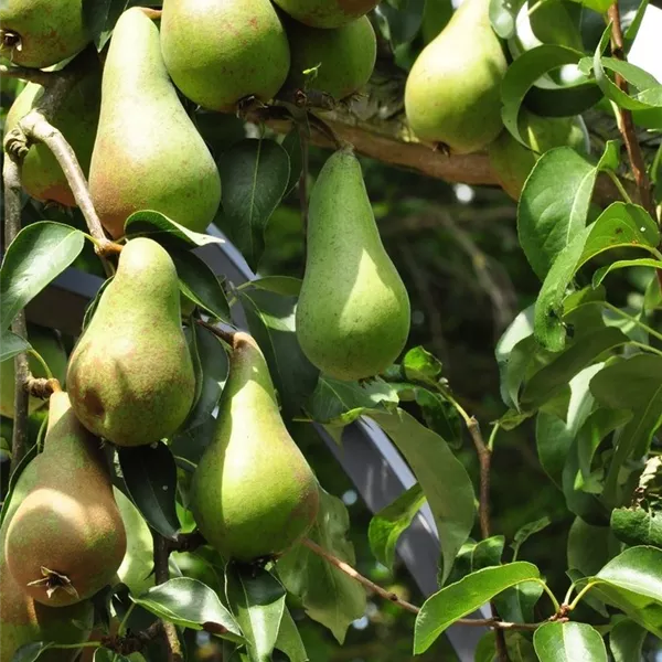 Pyrus communis 'Concorde'