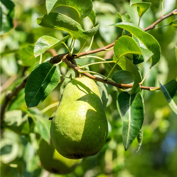 Pyrus communis 'Harrow Sweet'