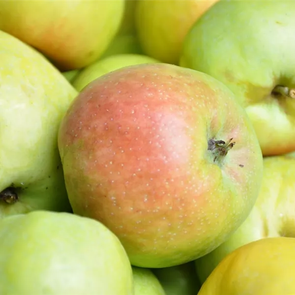Malus domestica 'Weisser Klarapfel'
