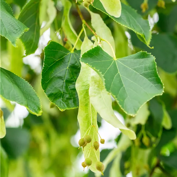 Tilia europaea (x) 'Pallida' dachförmig