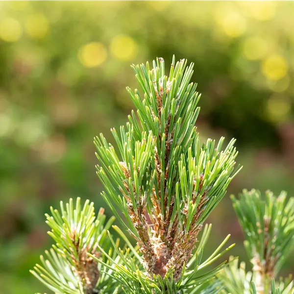 Pinus mugo 'Columbo'
