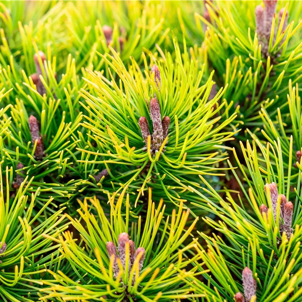 Pinus mugo 'Ophir'