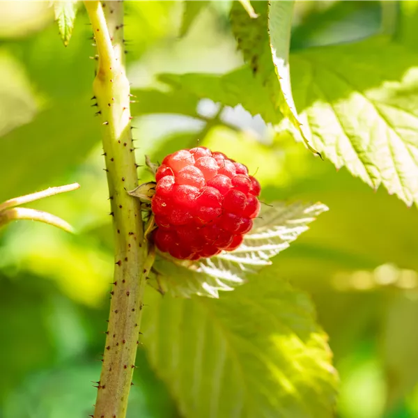 Rubus idaeus 'Glen Ample'