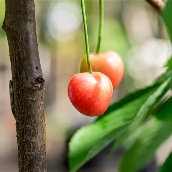 Prunus avium 'Vanda'