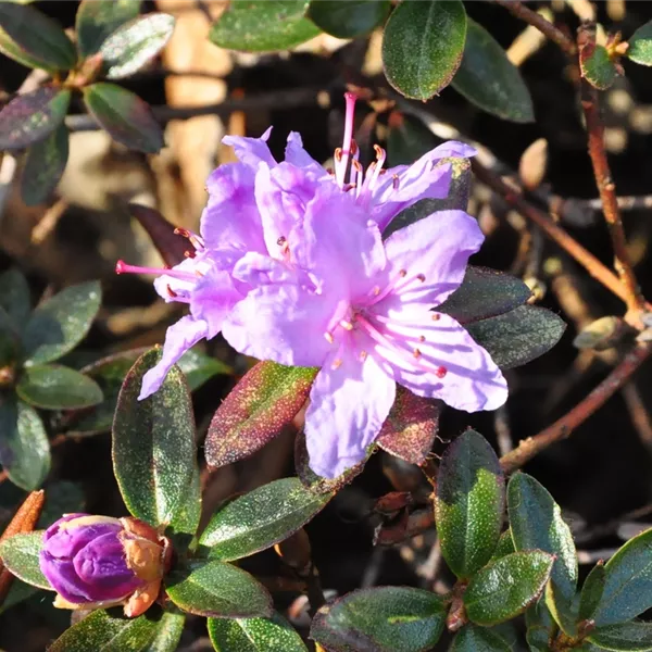 Rhododendron (Impeditum-Gruppe) 'Moerheim'