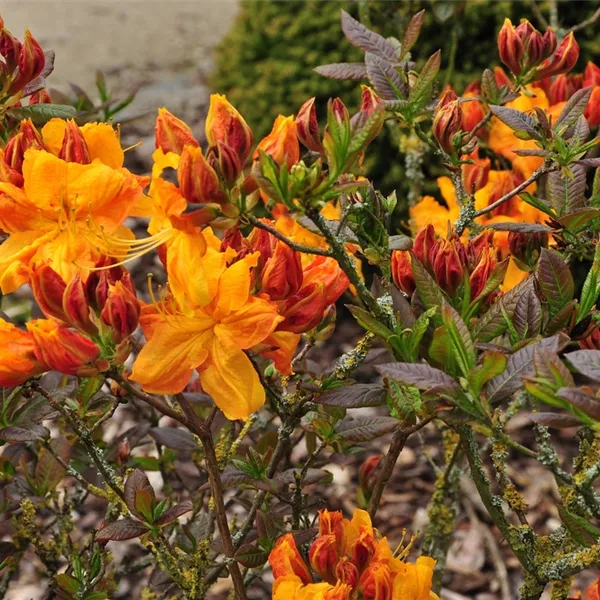 Rhododendron (Mollis Azalee) 'Klondyke'