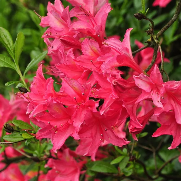 Rhododendron (Viscosa Azalee) 'Jolie Madame'