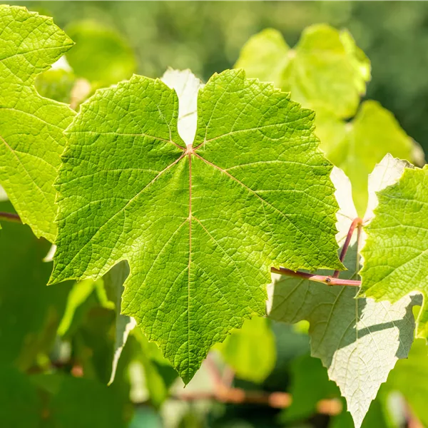 Vitis vinifera 'Muscat Bleu'