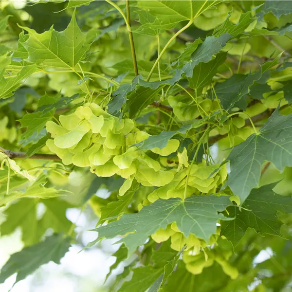 Acer platanoides