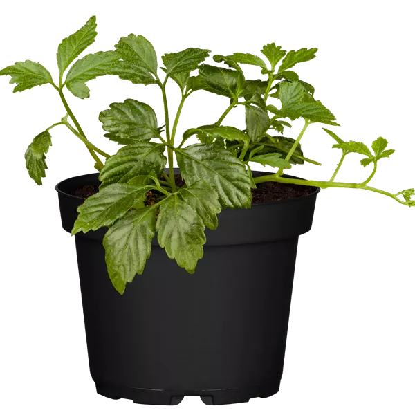 Gynostemma pentaphyllum