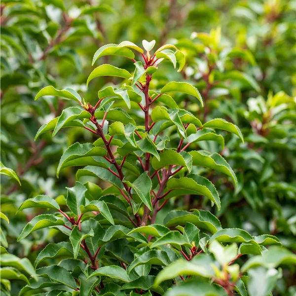 Prunus lusitanica 'Brenelia'