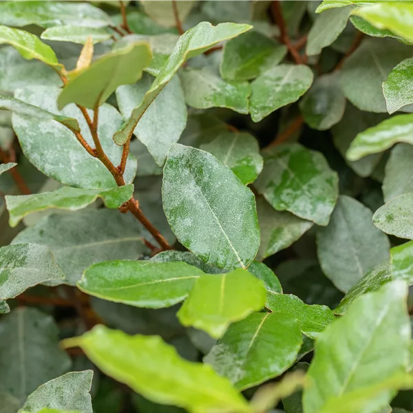 Elaeagnus ebbingei (x) 'Compacta'