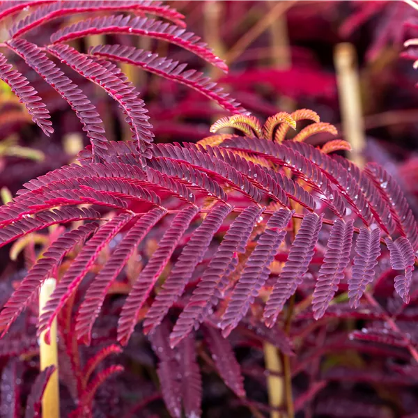Albizia julibrissin 'Summer Chocolate'