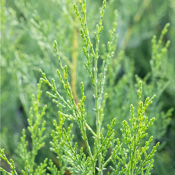 Cupressocyparis (x) leylandii '2001'