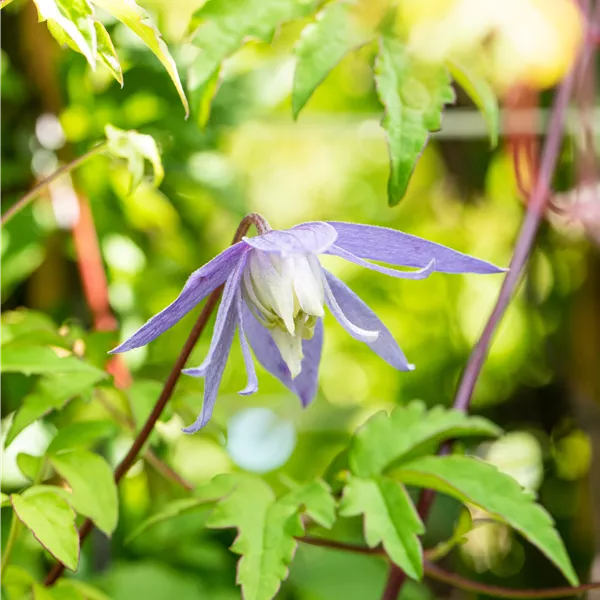 Clematis (Atragene-Gruppe) 'Frances Rivis'
