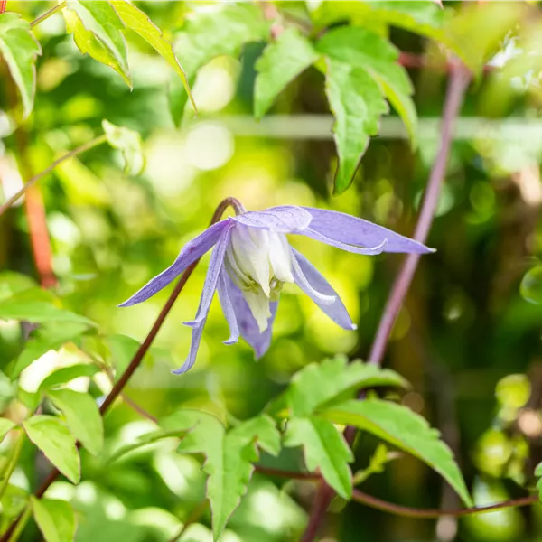 Clematis alpina