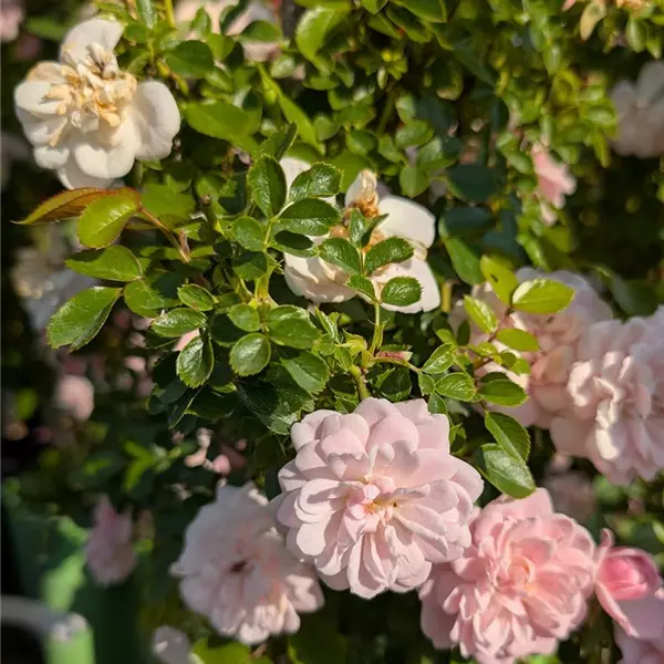 Rosa (Kletterrose) 'Alina'