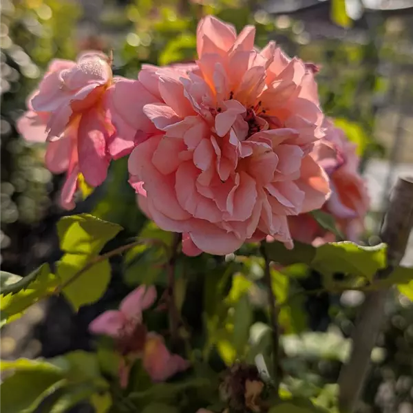 Rosa (Kletterrose) 'Aloha'