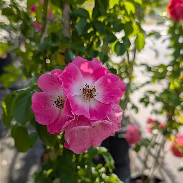 Rosa (Kletterrose) 'American Pillar'