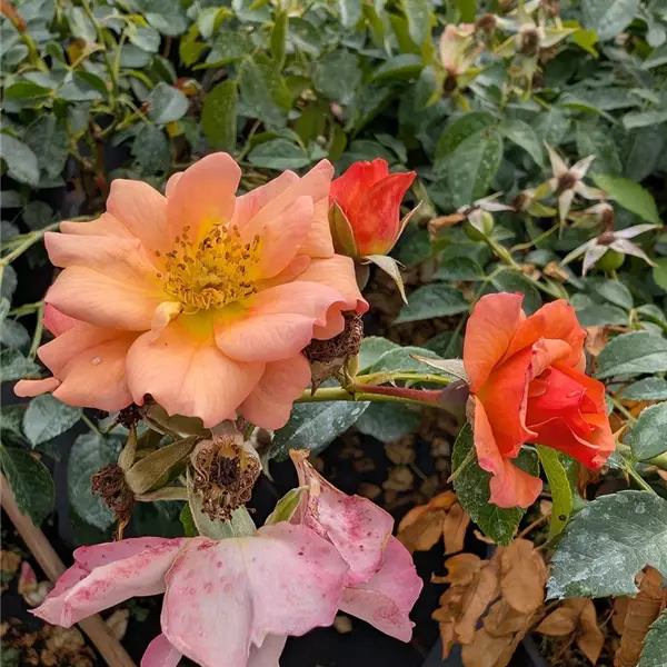Rosa (Floribundarose) 'Aprikola'