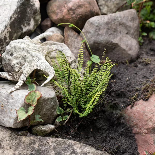 Asplenium trichomanes