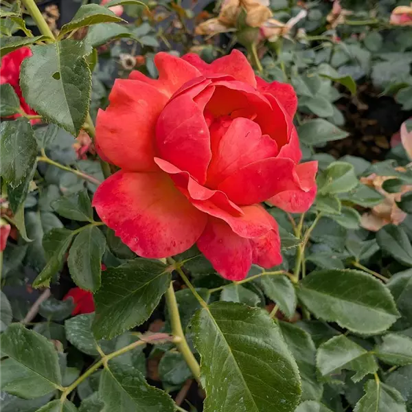 Rosa (Floribundarose) 'Chorus'