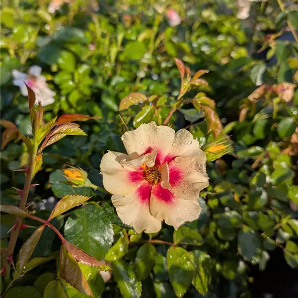 Rosa (Floribundarose) 'Eye of the Tiger'